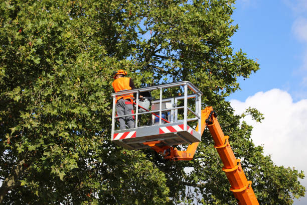 Best Tree Planting Services  in USA